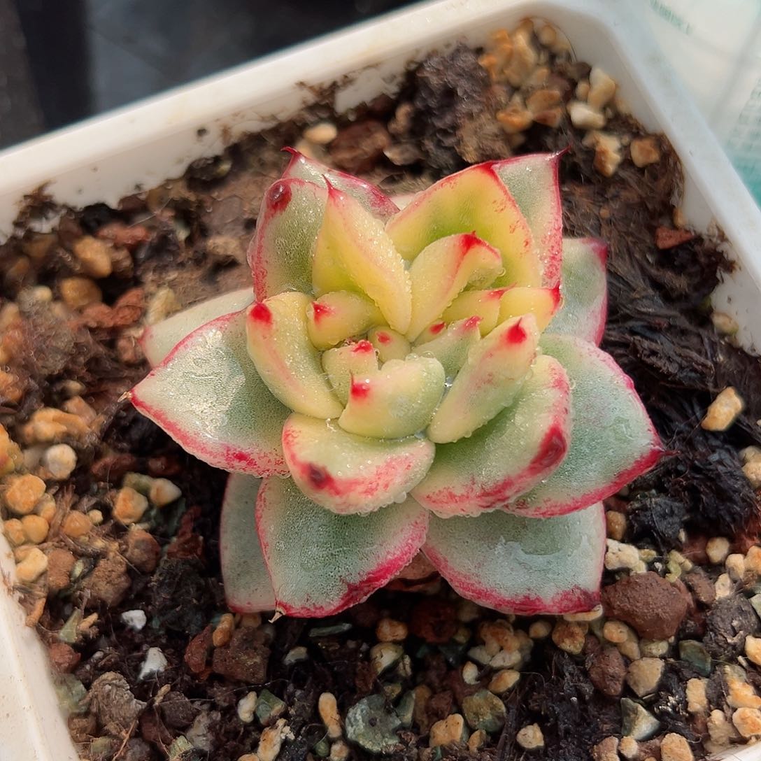 东云锦，多肉植物