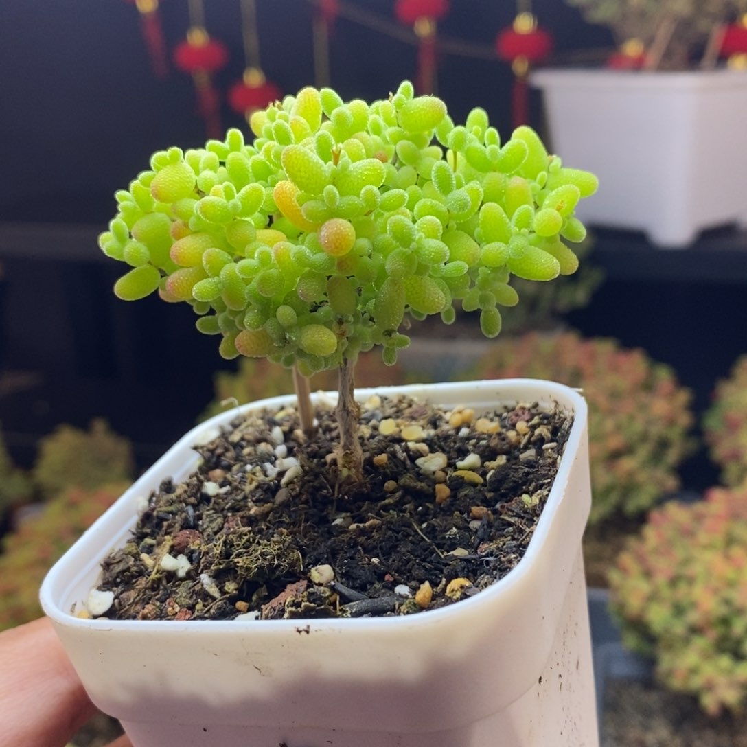 714号蜜橘糖球枝干多肉