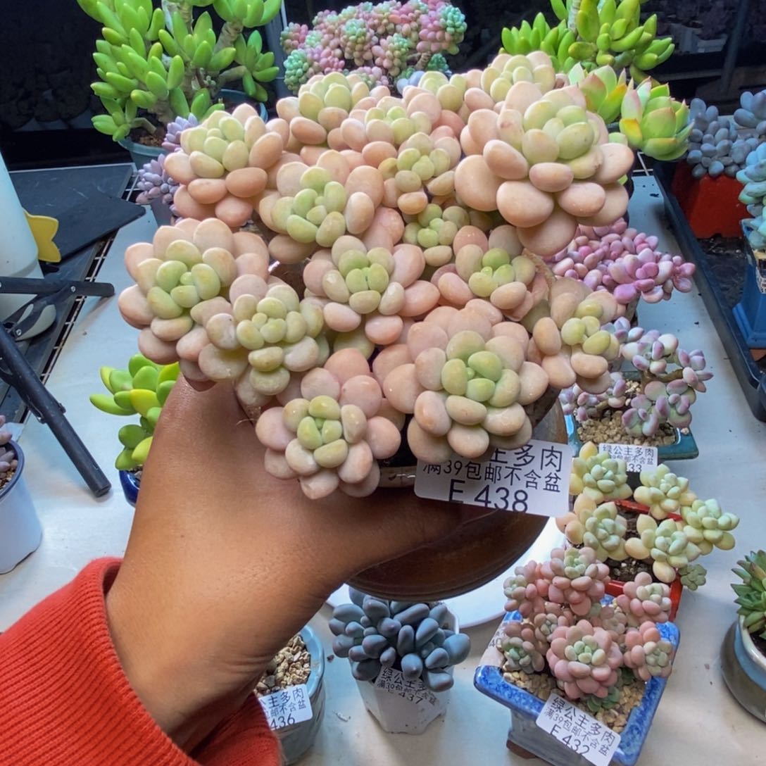 438洛可可多肉10c m
