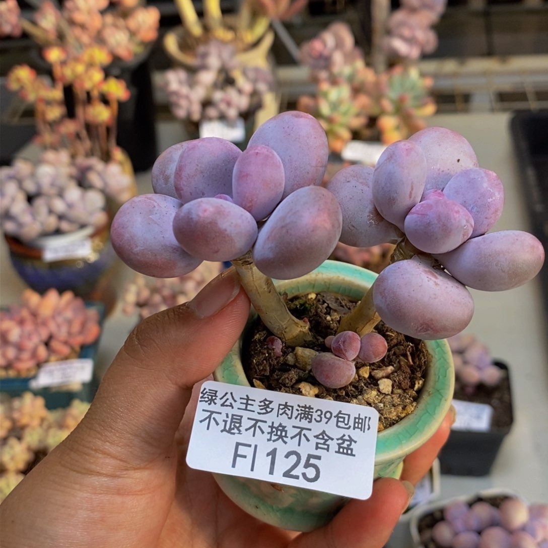 125彩虹奶多肉6c m