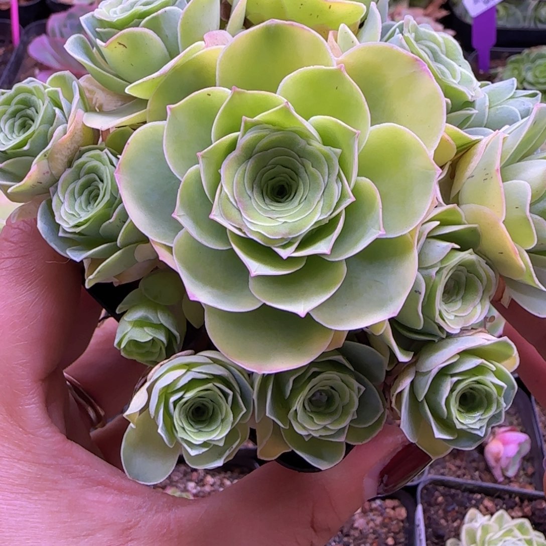 花朵脸手捧花243