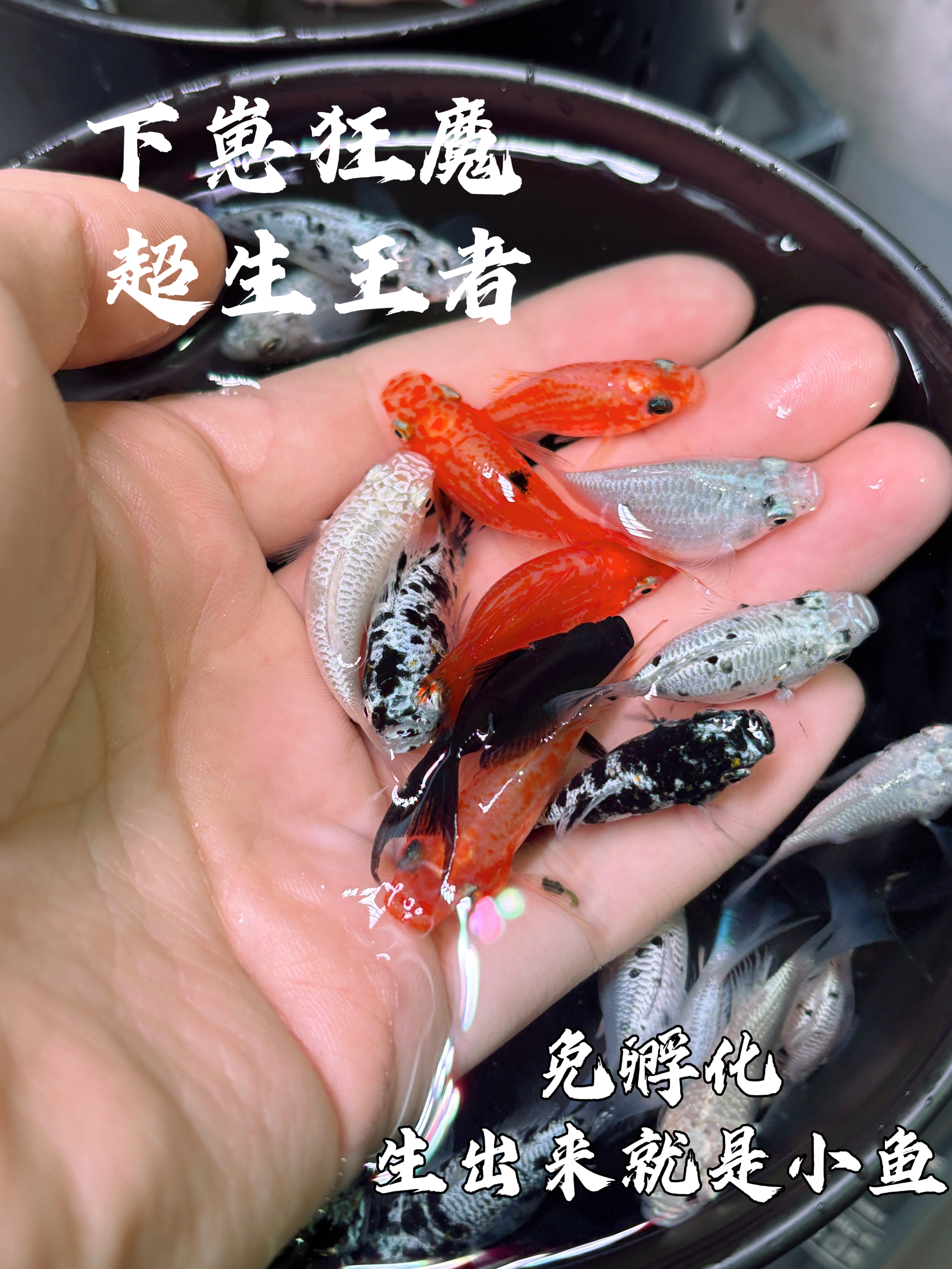 玛丽球鱼热带淡水胎生小鱼回家就生小鱼到繁殖新手