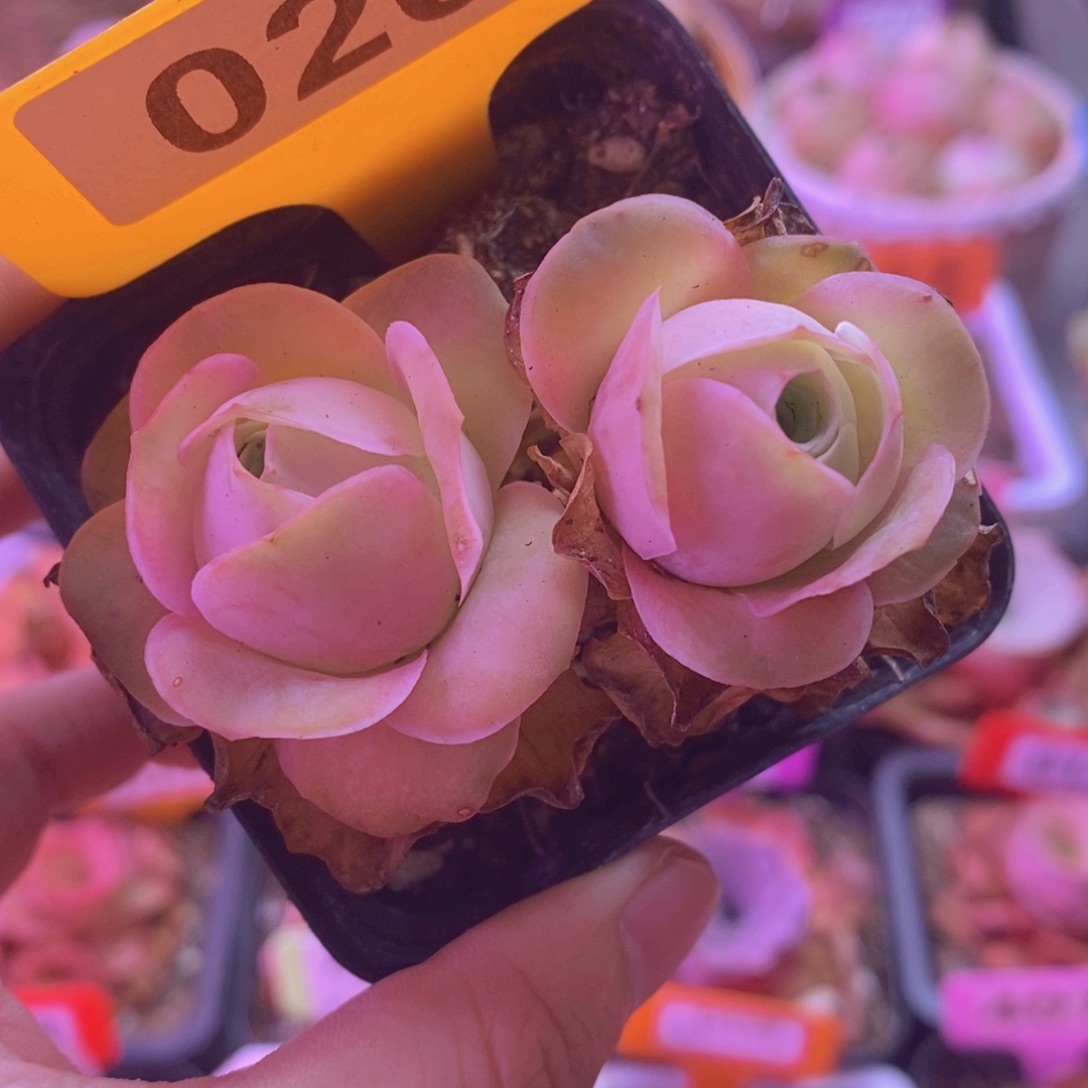 020山地玫瑰 一物一拍