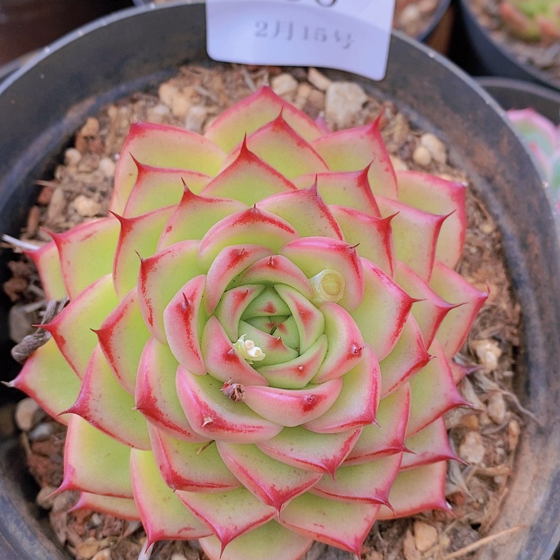 【闪购商品】云60GL