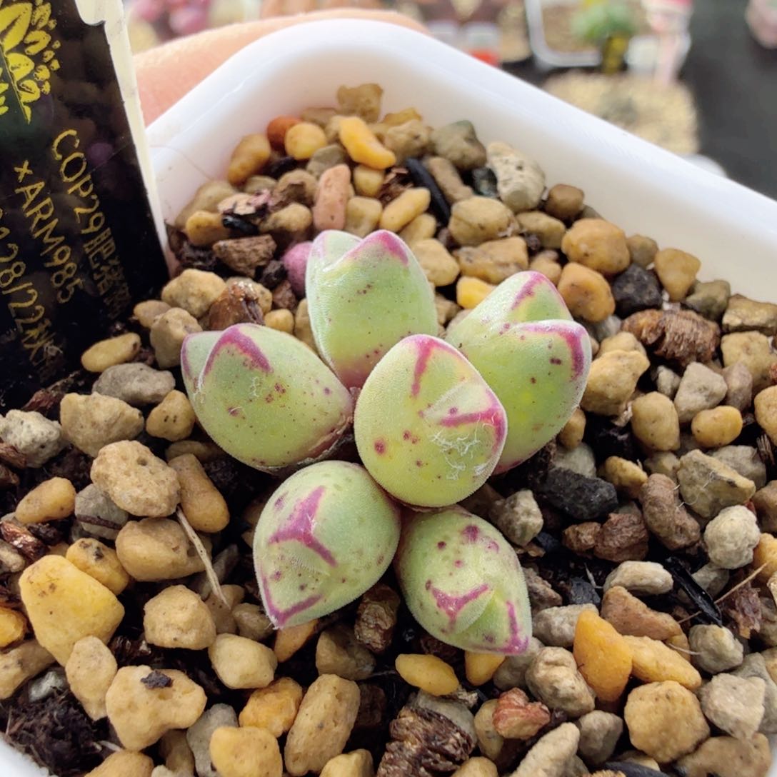 12-26-c18 矮胖猪蹄