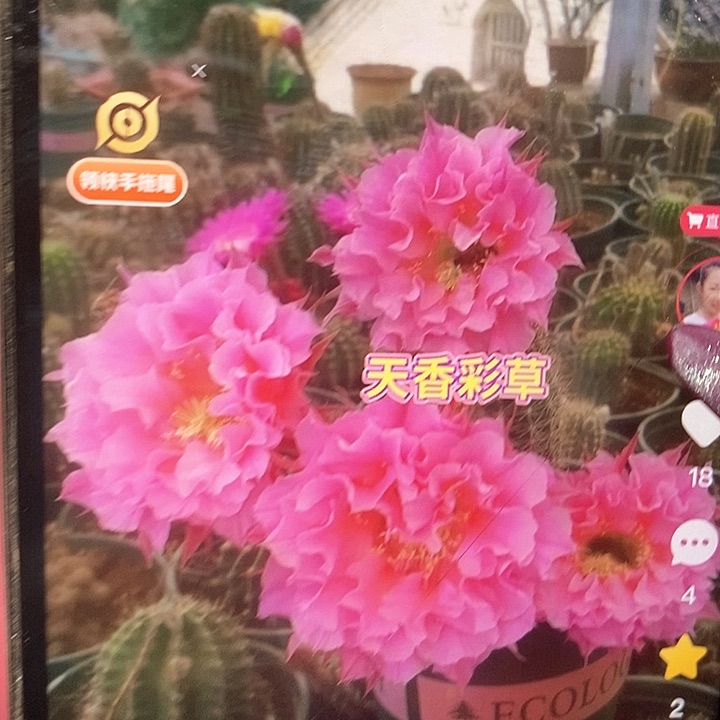 天香侧芽锦彩草一个