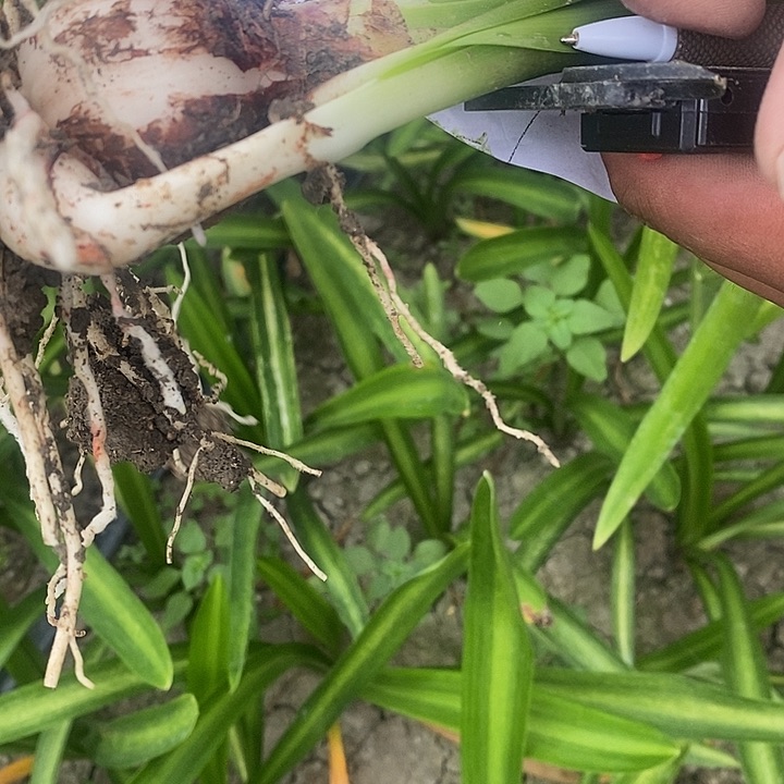 进去去一颗白肋不知道名4公分
