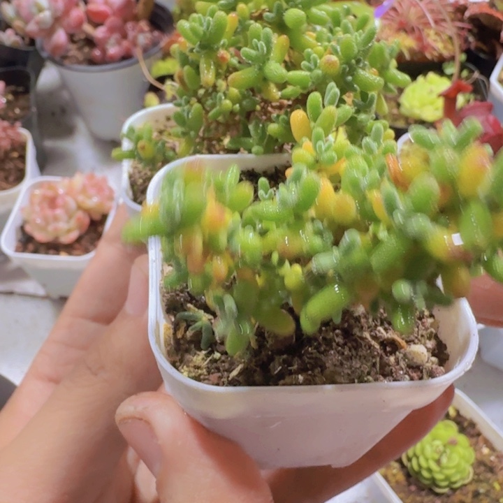 蜜橘糖球两盆一组