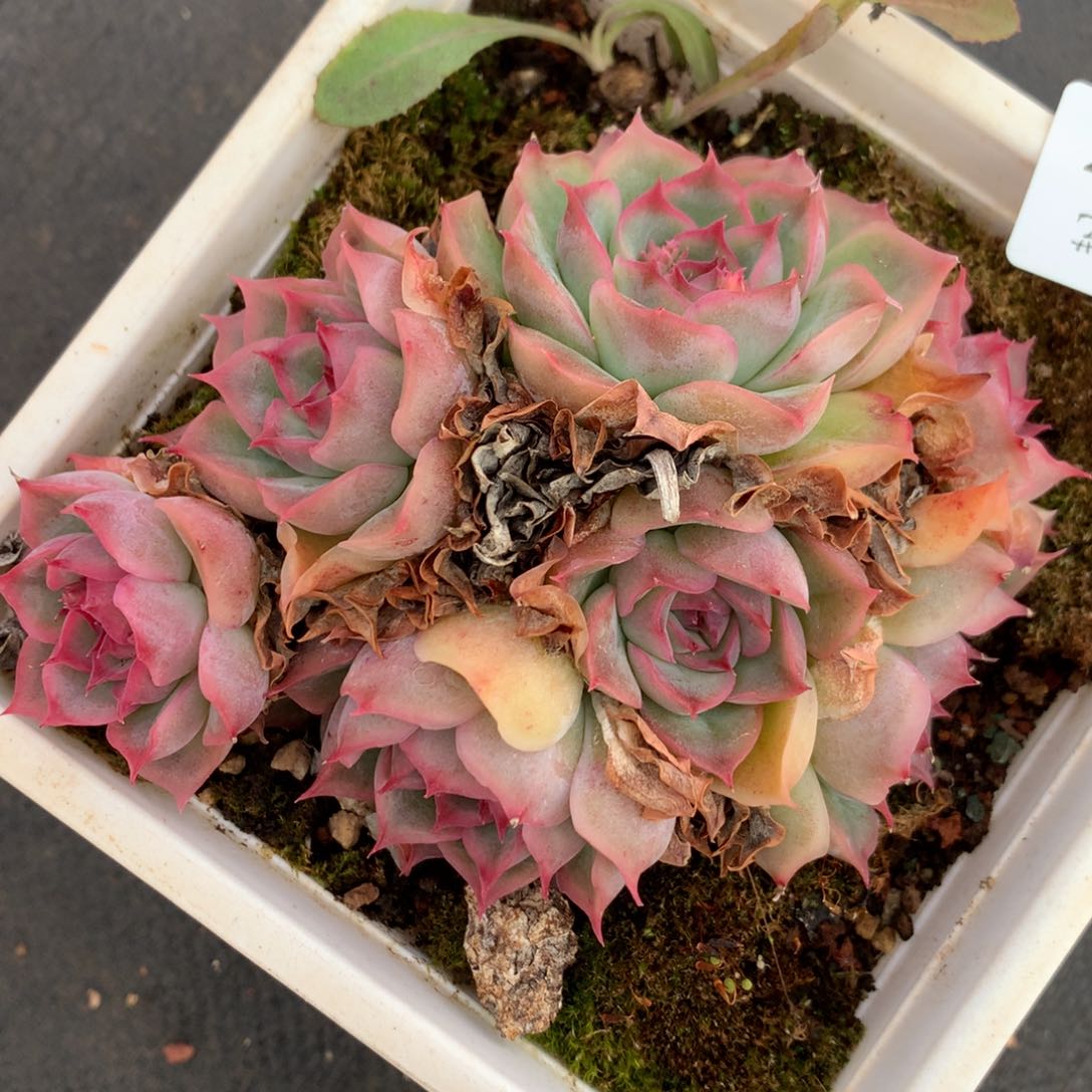 107杂交多肉老桩美肉