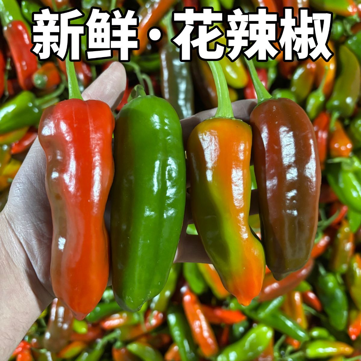 【现摘现发】原产地花辣椒红泡椒青辣椒红线椒农家自种彩椒