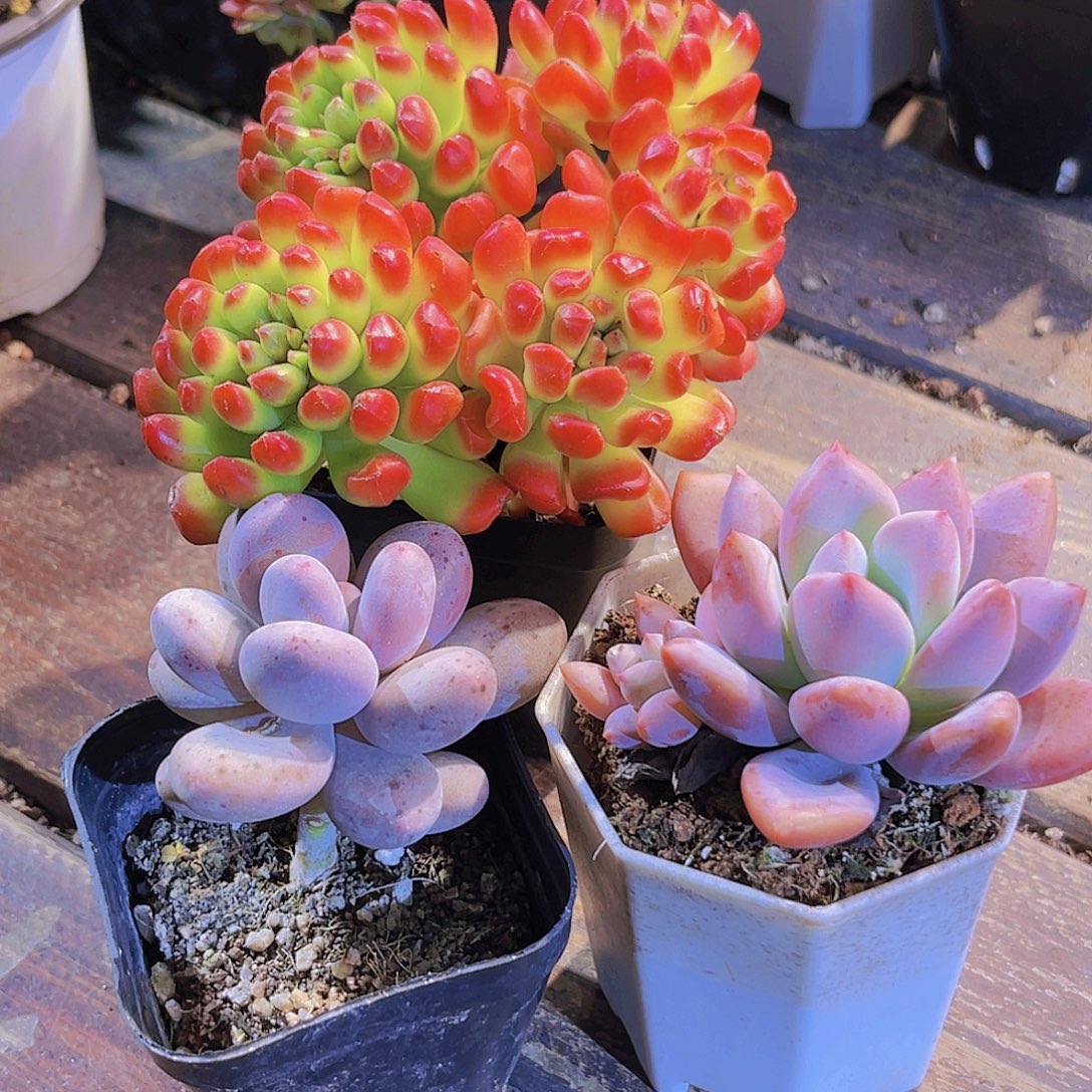 桃美人。红灯笼。奥普