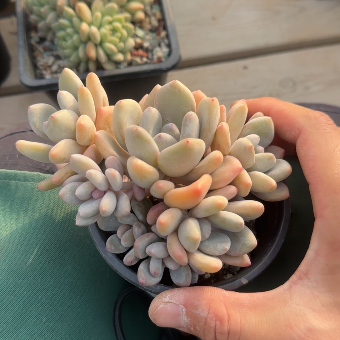 三明治群生五十包邮