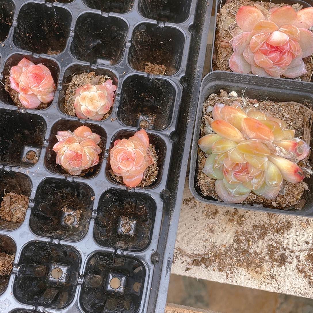 幽兰穴一个满25包邮