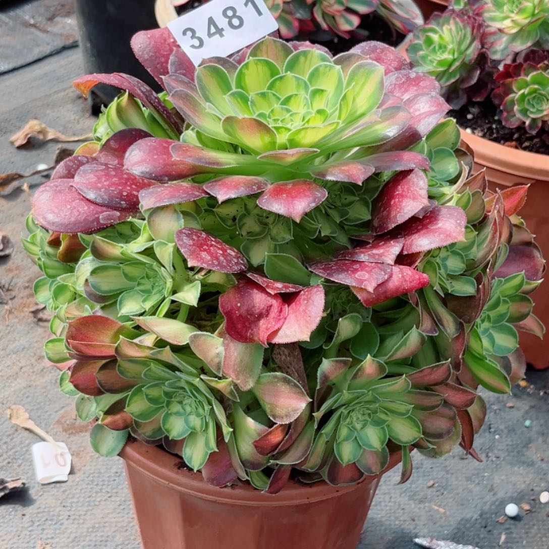 韶华捧花多肉发货