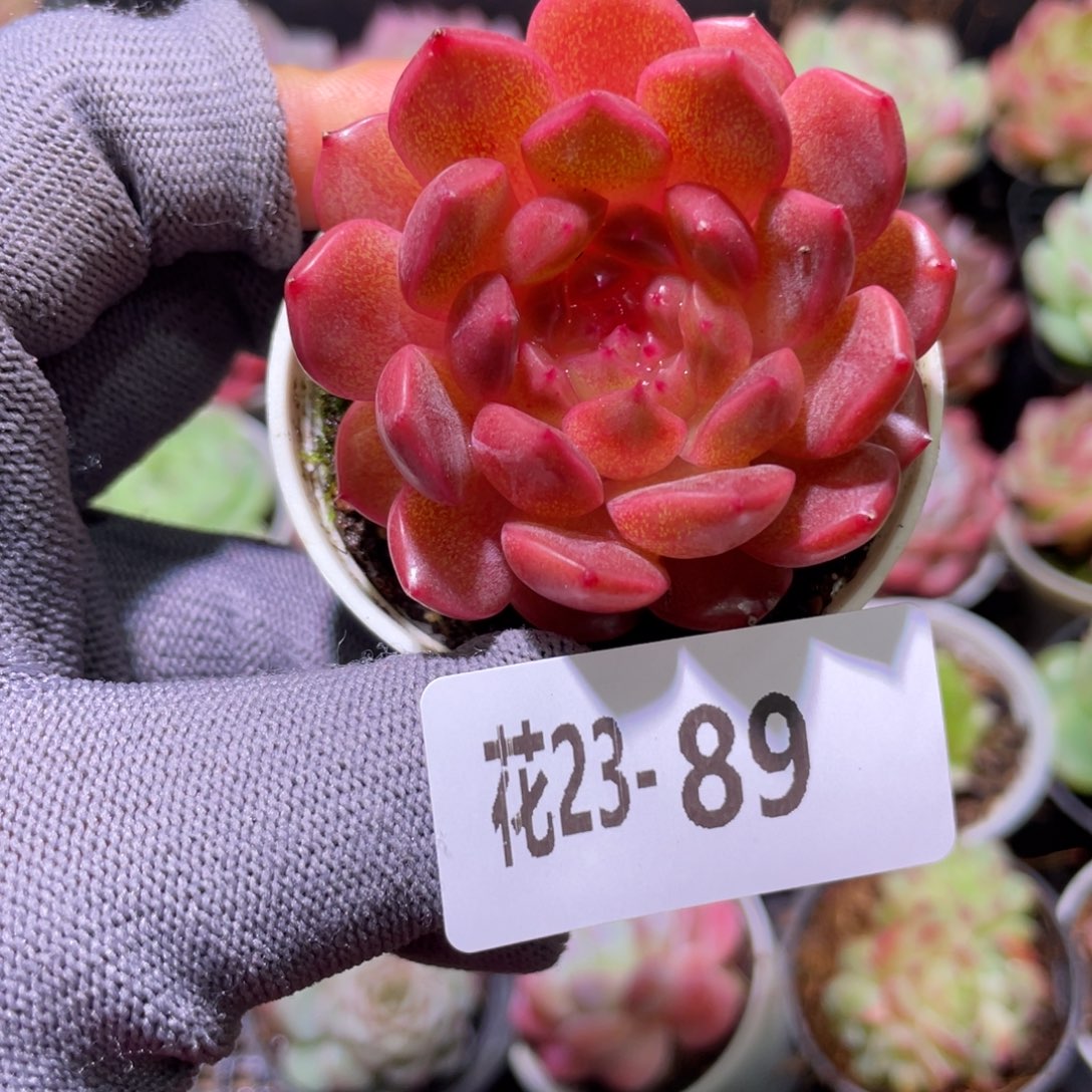 花利美23-89灵翠 