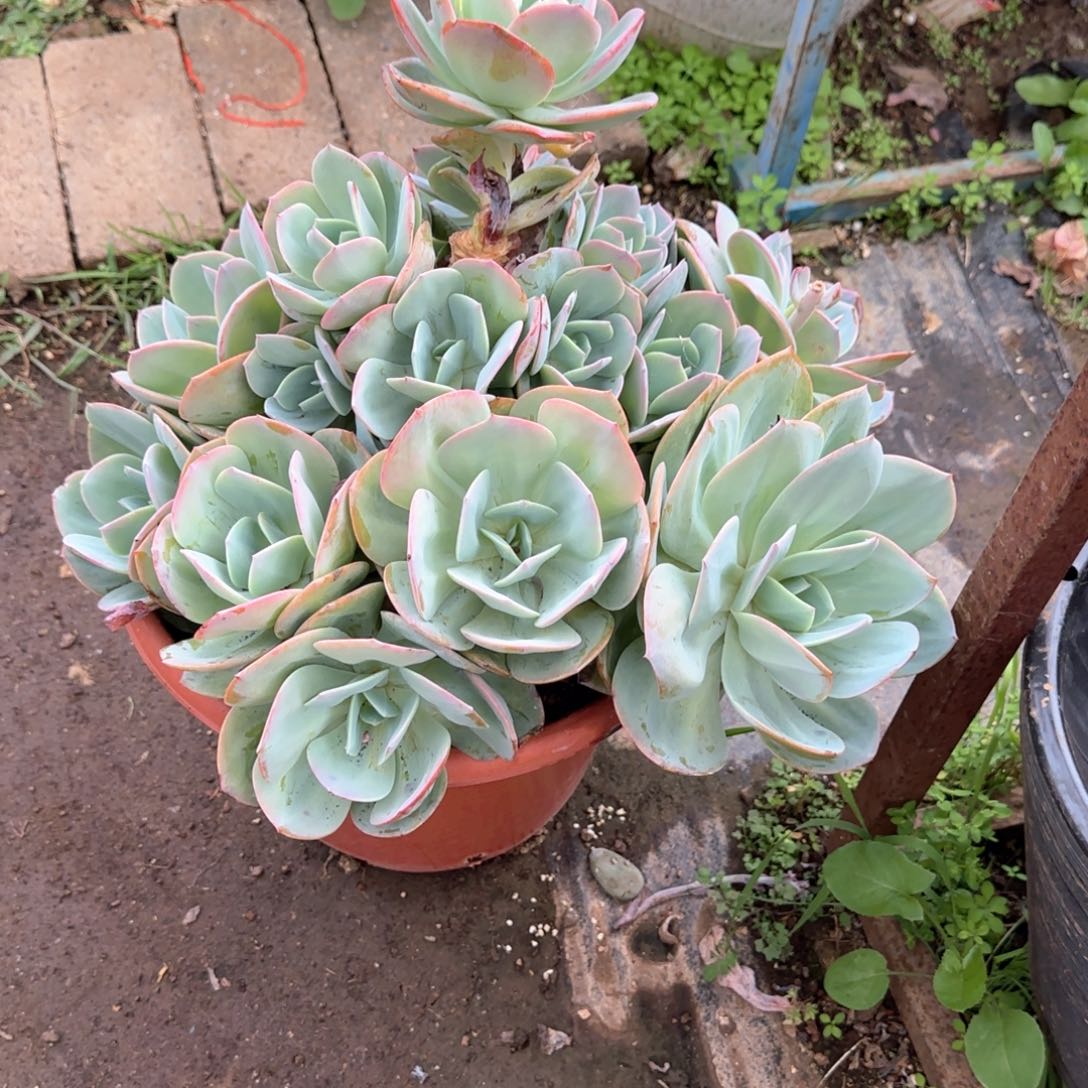 多肉植物多肉植物
