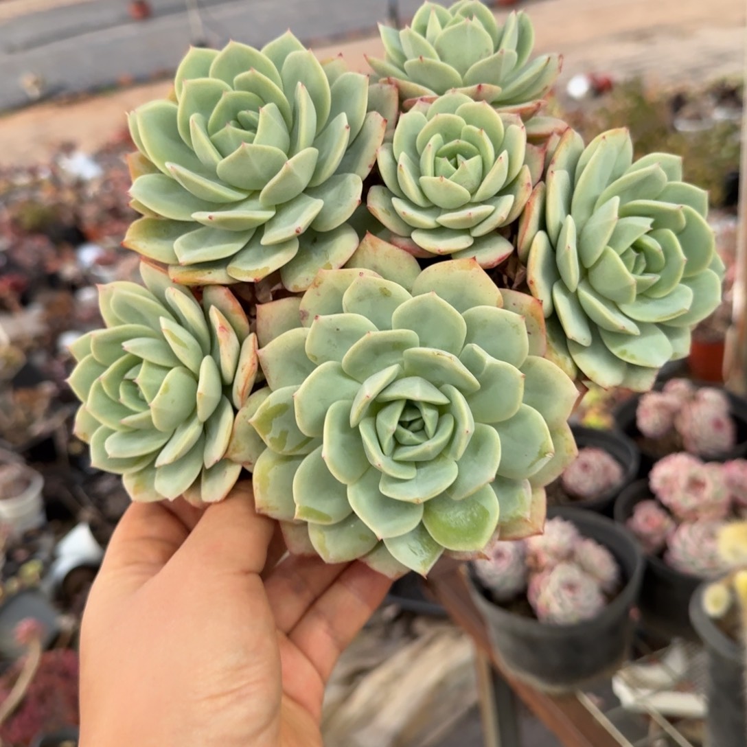 韩国恋曲五头起老桩