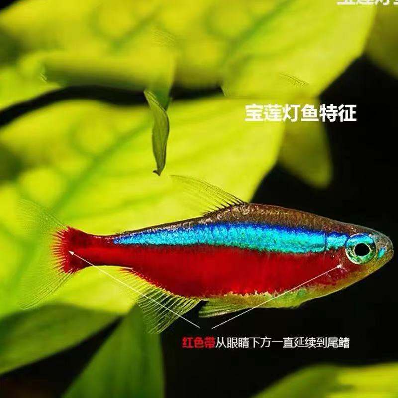 巴西宝莲灯F1热带观赏鱼巴西进口淡水鱼小型草缸活体群游鱼好养