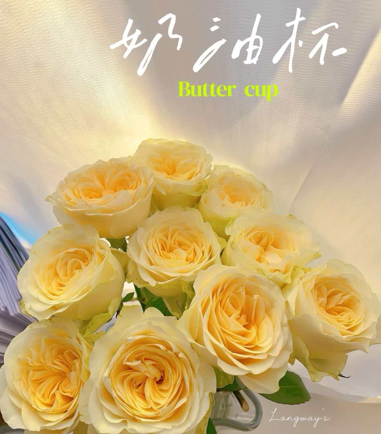 【奶油杯玫瑰】云南基地直发全场任意两单冷链快递包邮（到货先醒花）