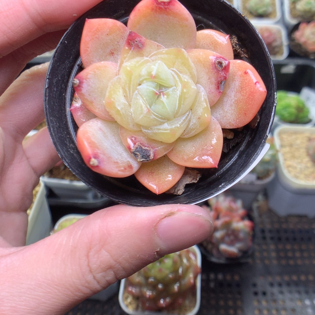 R183y y y y y t y y y