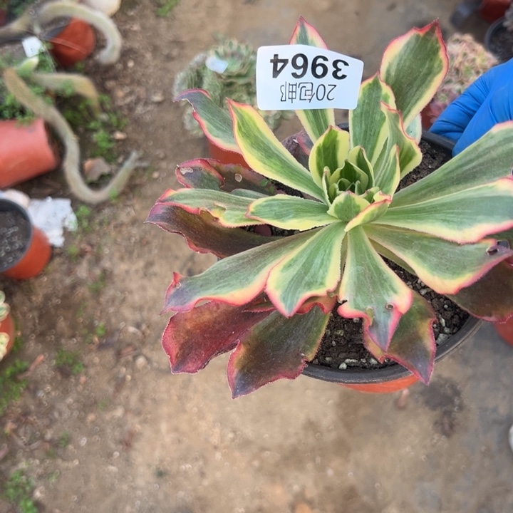多肉植物3964种植物