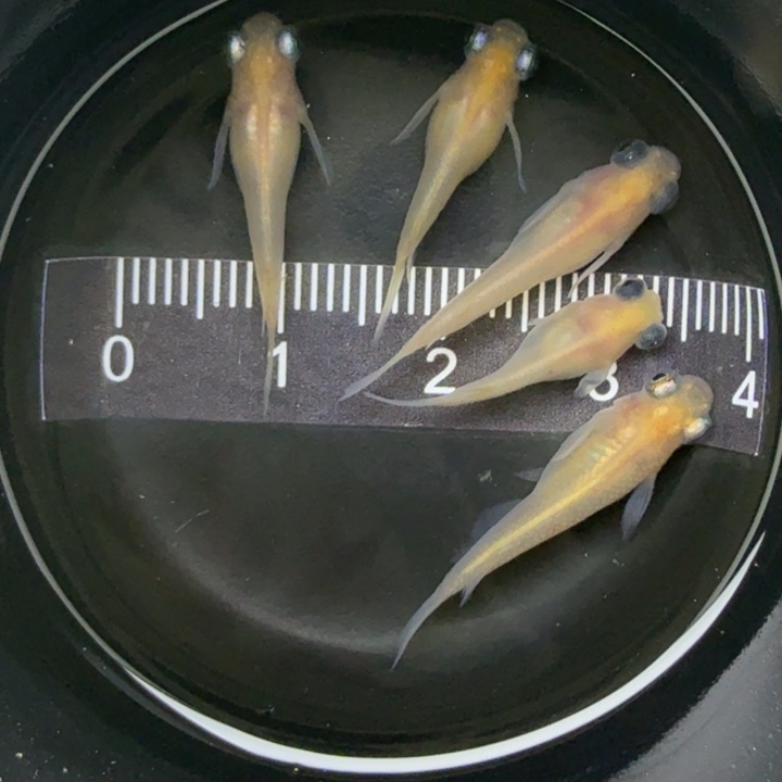 青鳉鱼白出目短球球20号
