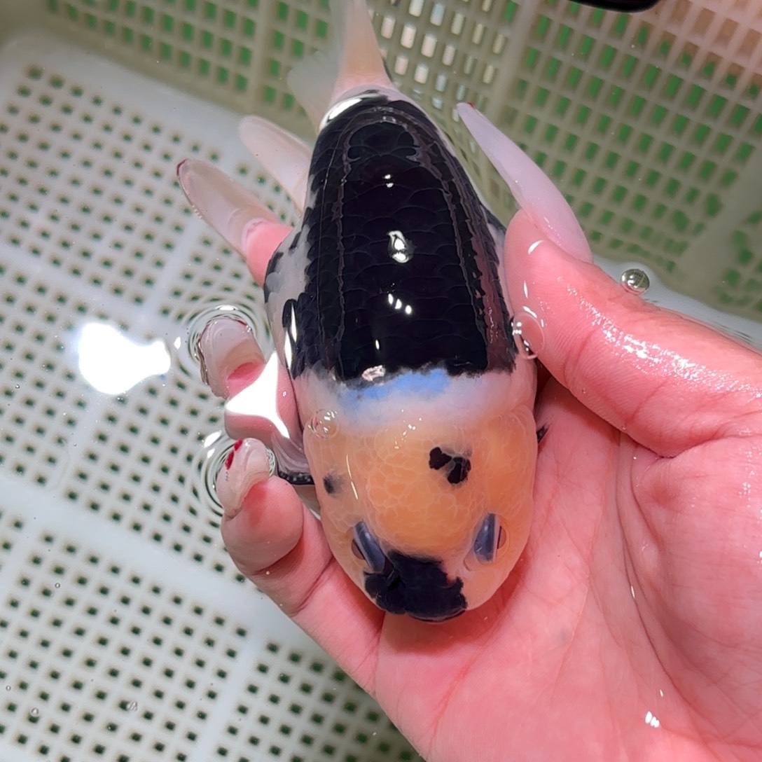 青***子金鱼拍包装包邮不拍包装运费到付