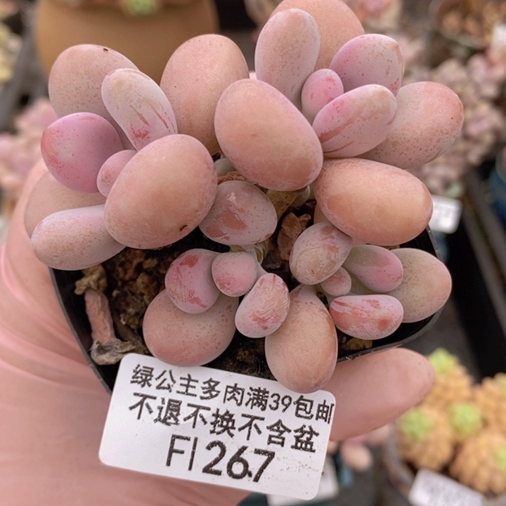 腰子桃蛋5cm267多肉植物