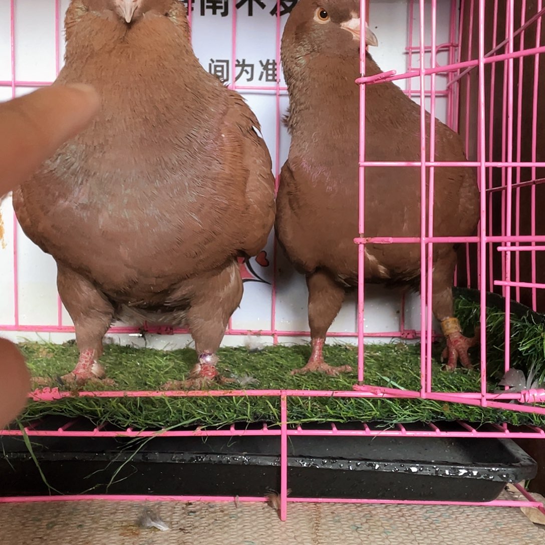 手***嘎3中国大陆包装鸽子