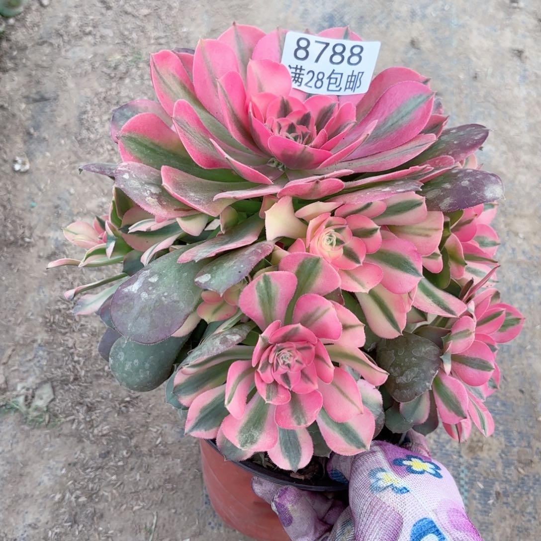 C.   8788香妃多肉