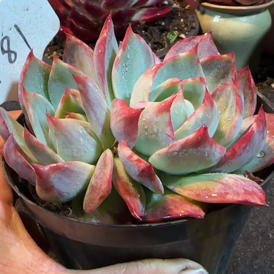 惊鸿一物一拍包装收缩花旱181