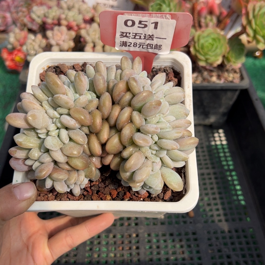 表妹精品多肉植物051.