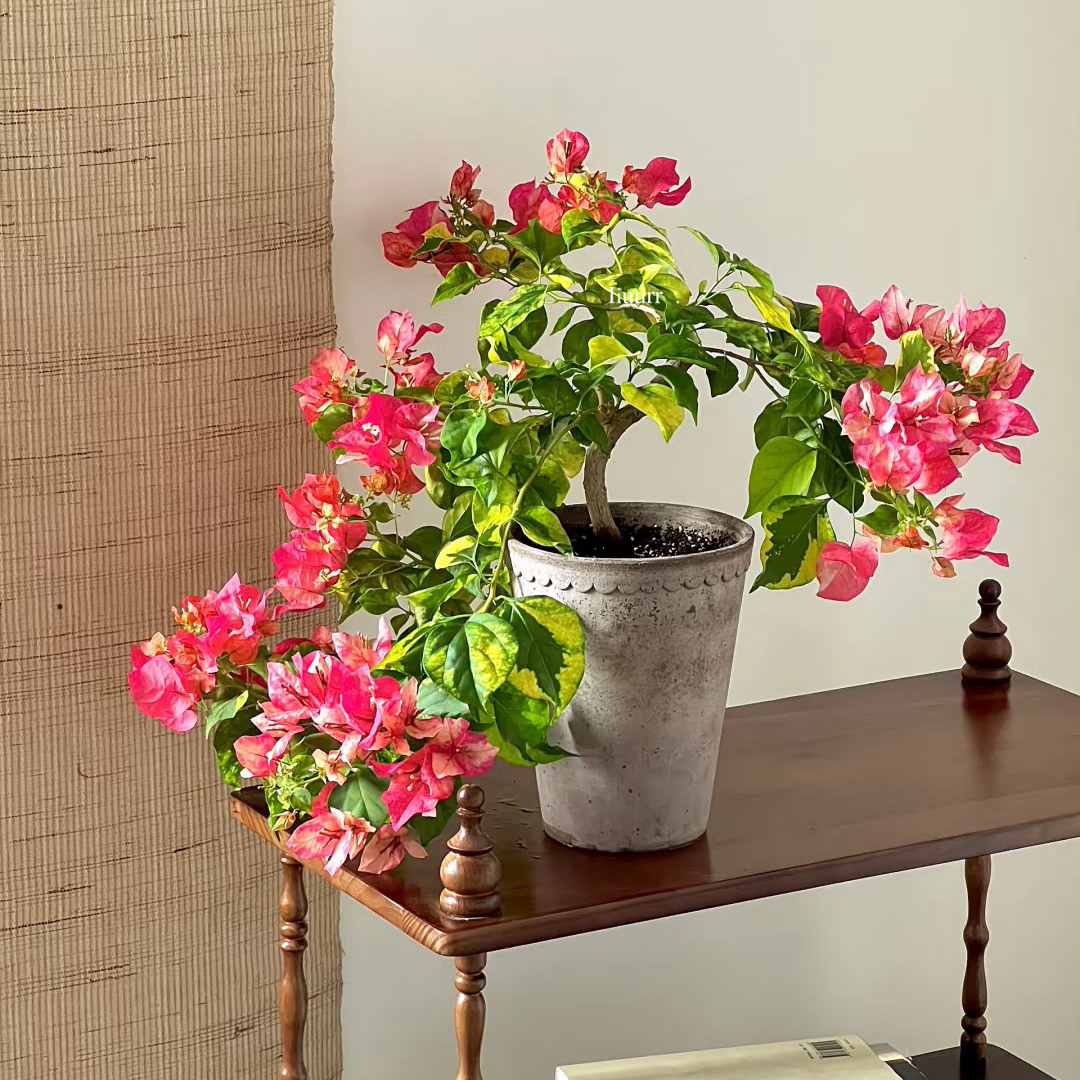 三角梅红九月非常勤花品种四季开花室外阳台室内爬藤植物顺丰包邮