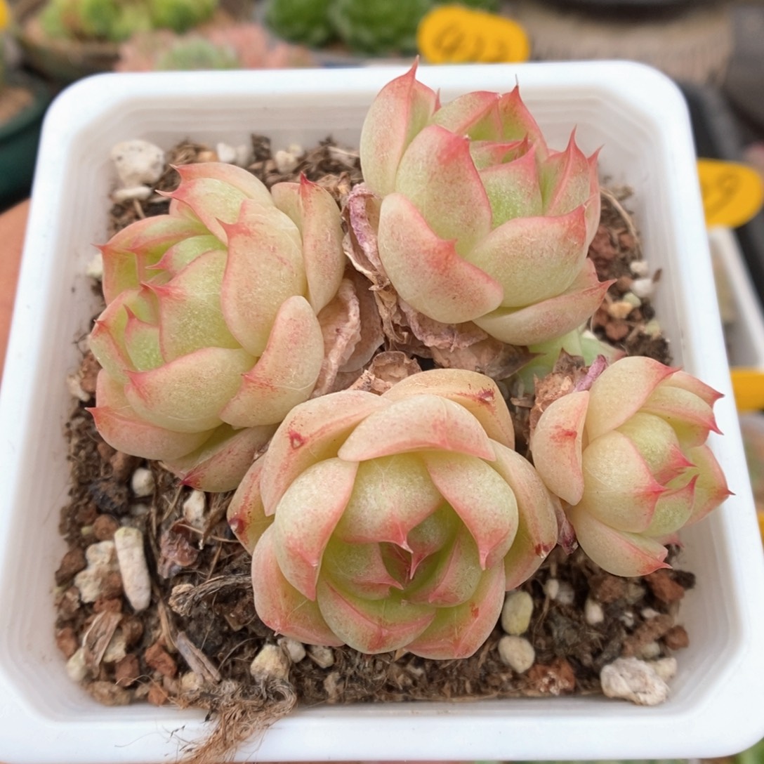 水晶小笼包麦秆群生420号