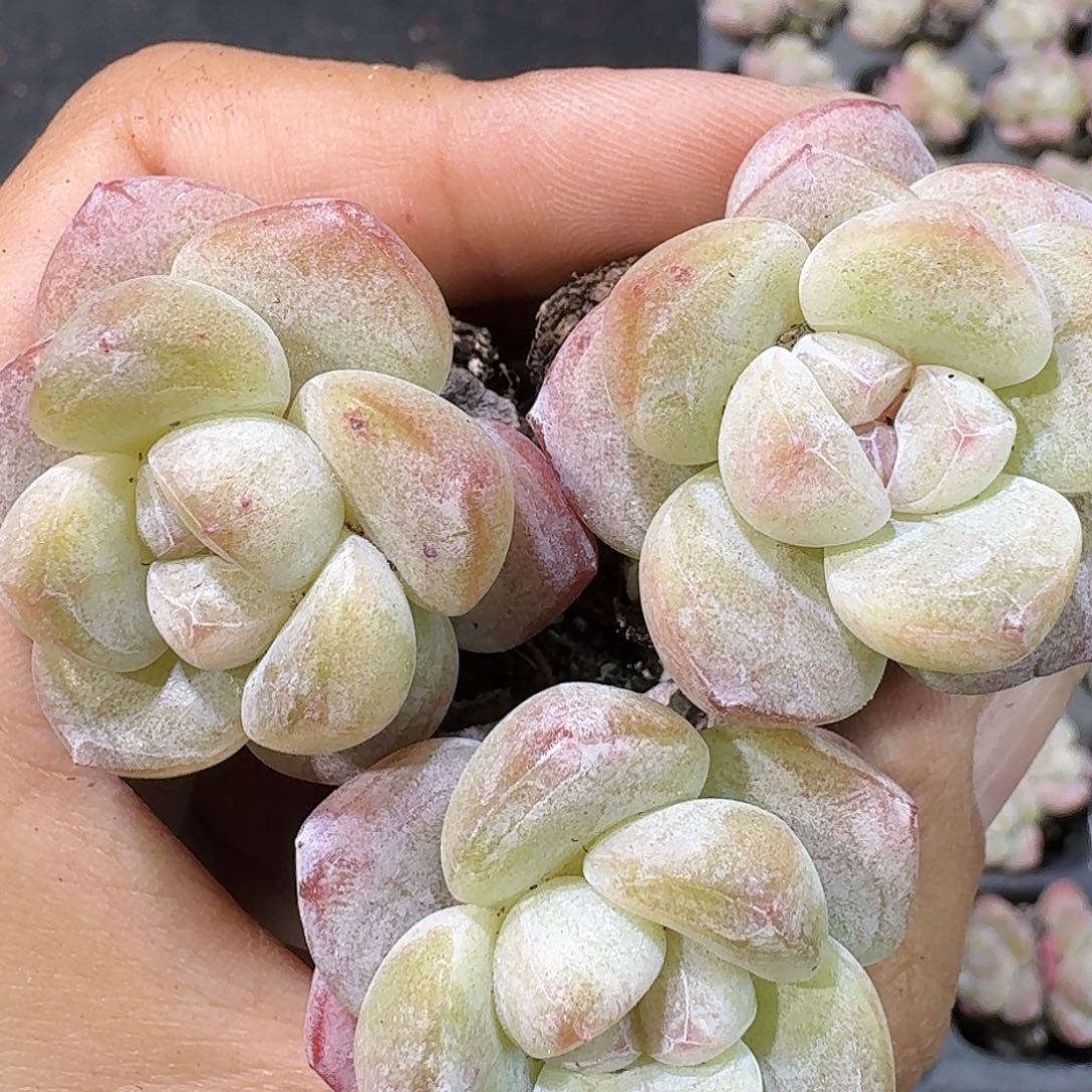 09号到手12颗，单头白冰