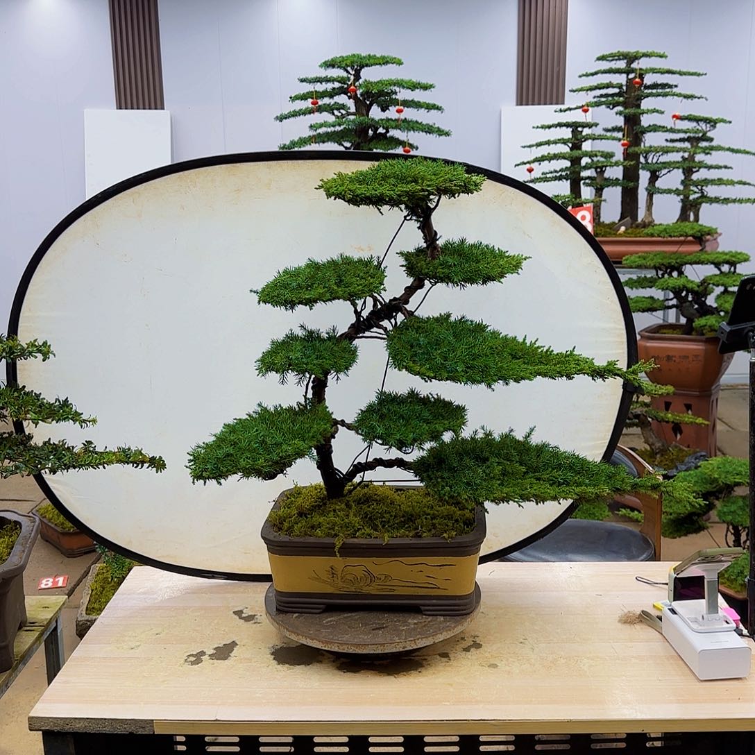 盆景直播间一物一拍