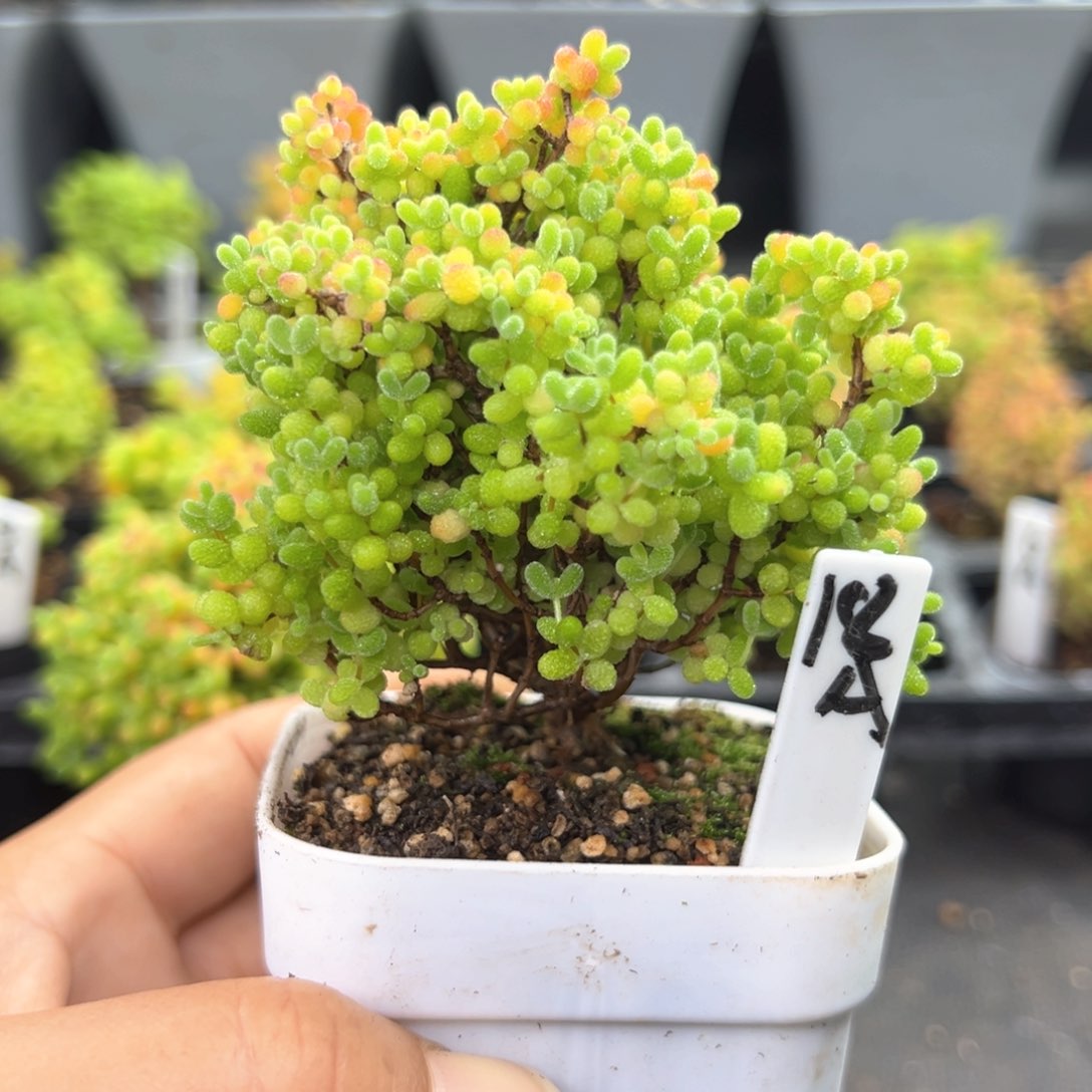 精控蜜橘糖球18号