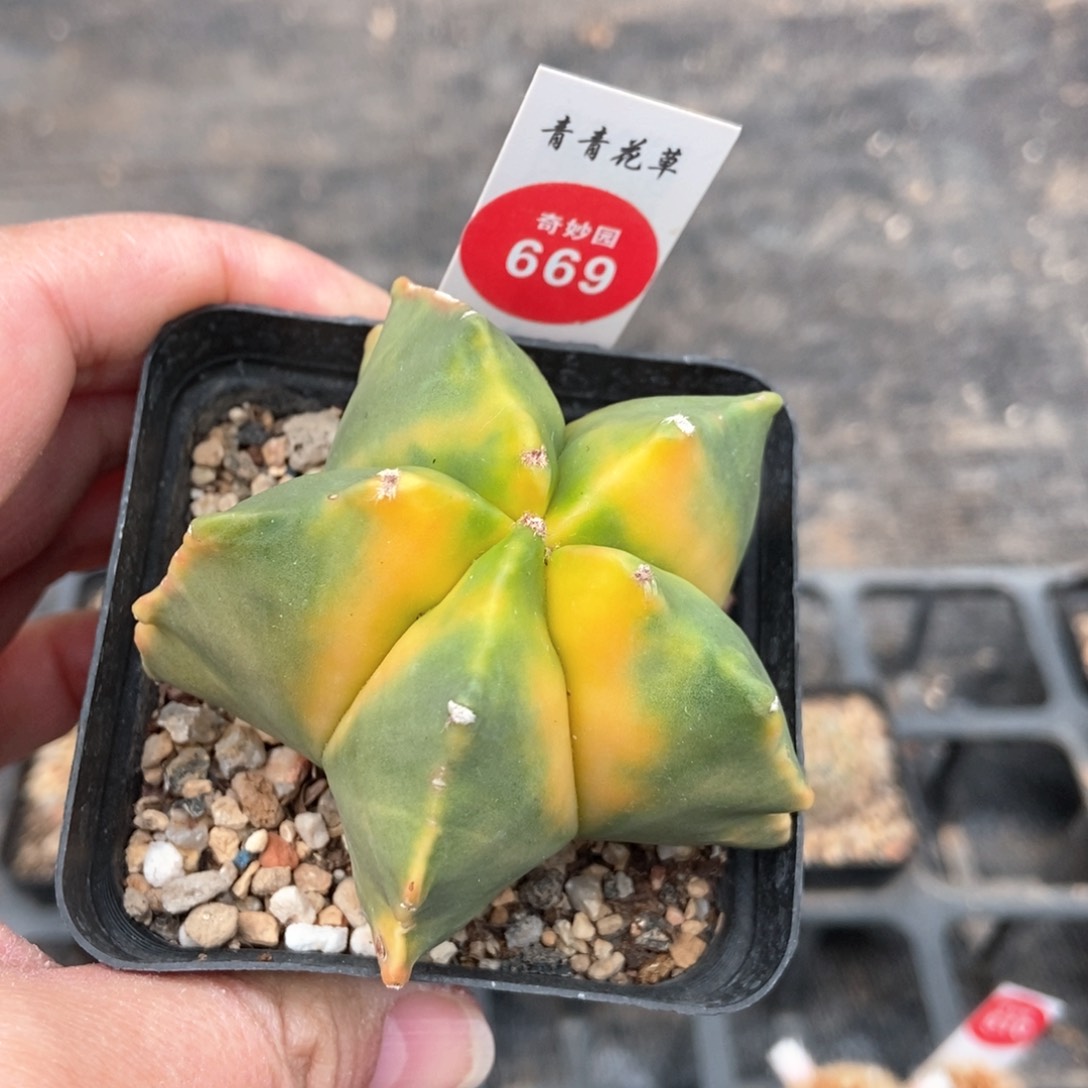 龟甲鸾凤玉锦一颗仙人球