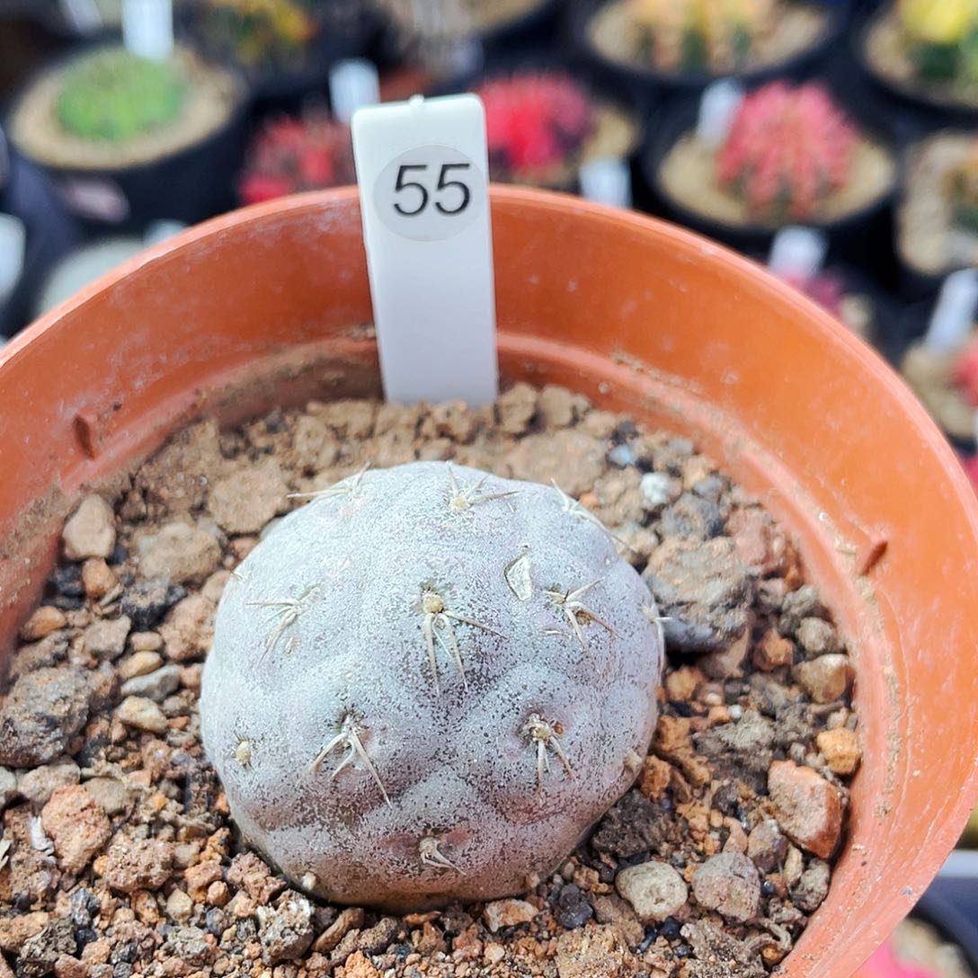 H****?非偏远地区满25包邮仙人球