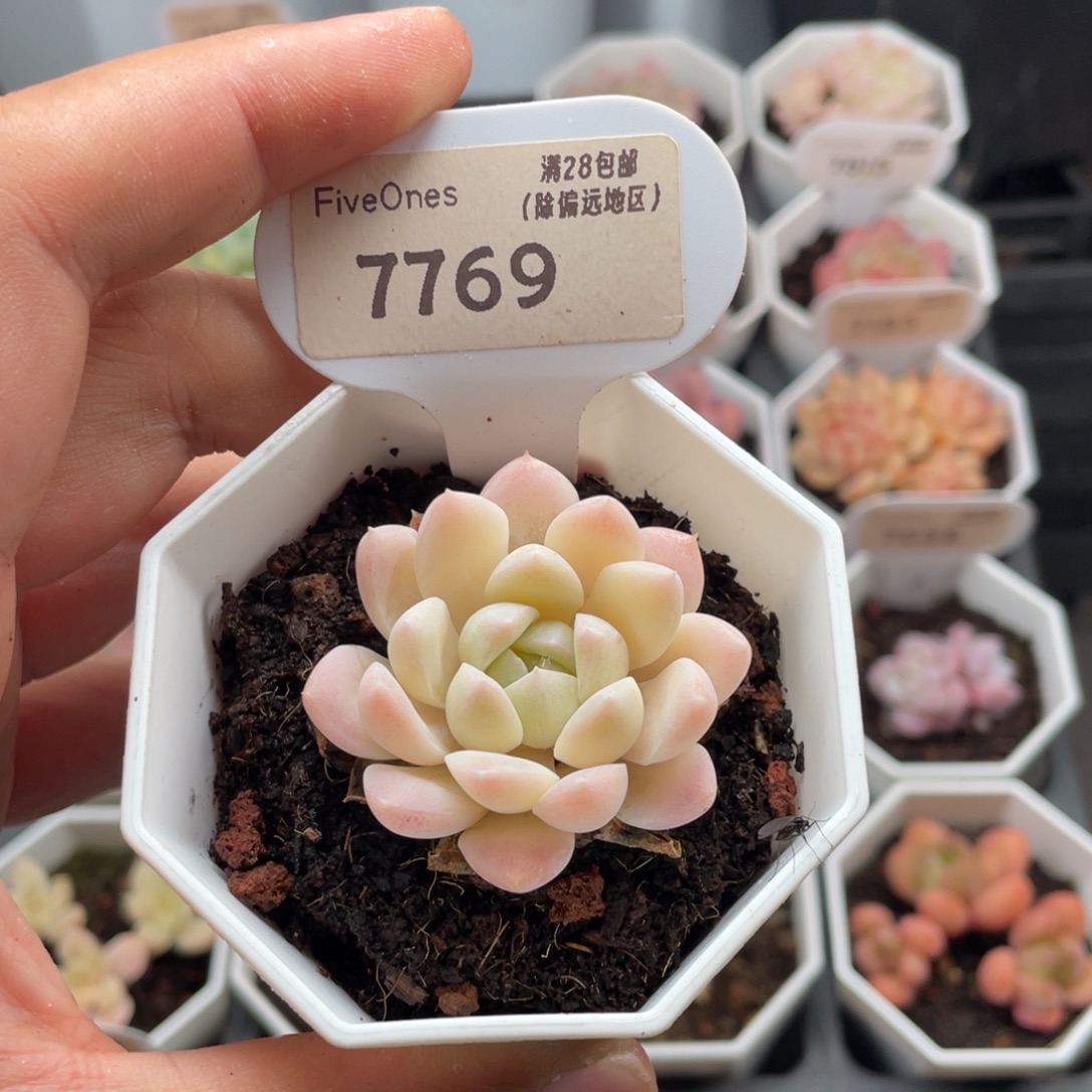 白雪7769-4.0厘米