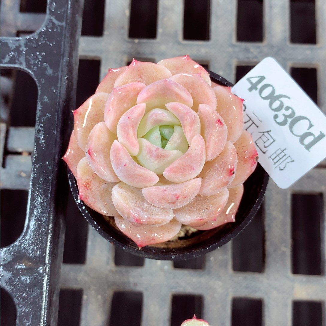 5厘米盆精控多肉4063