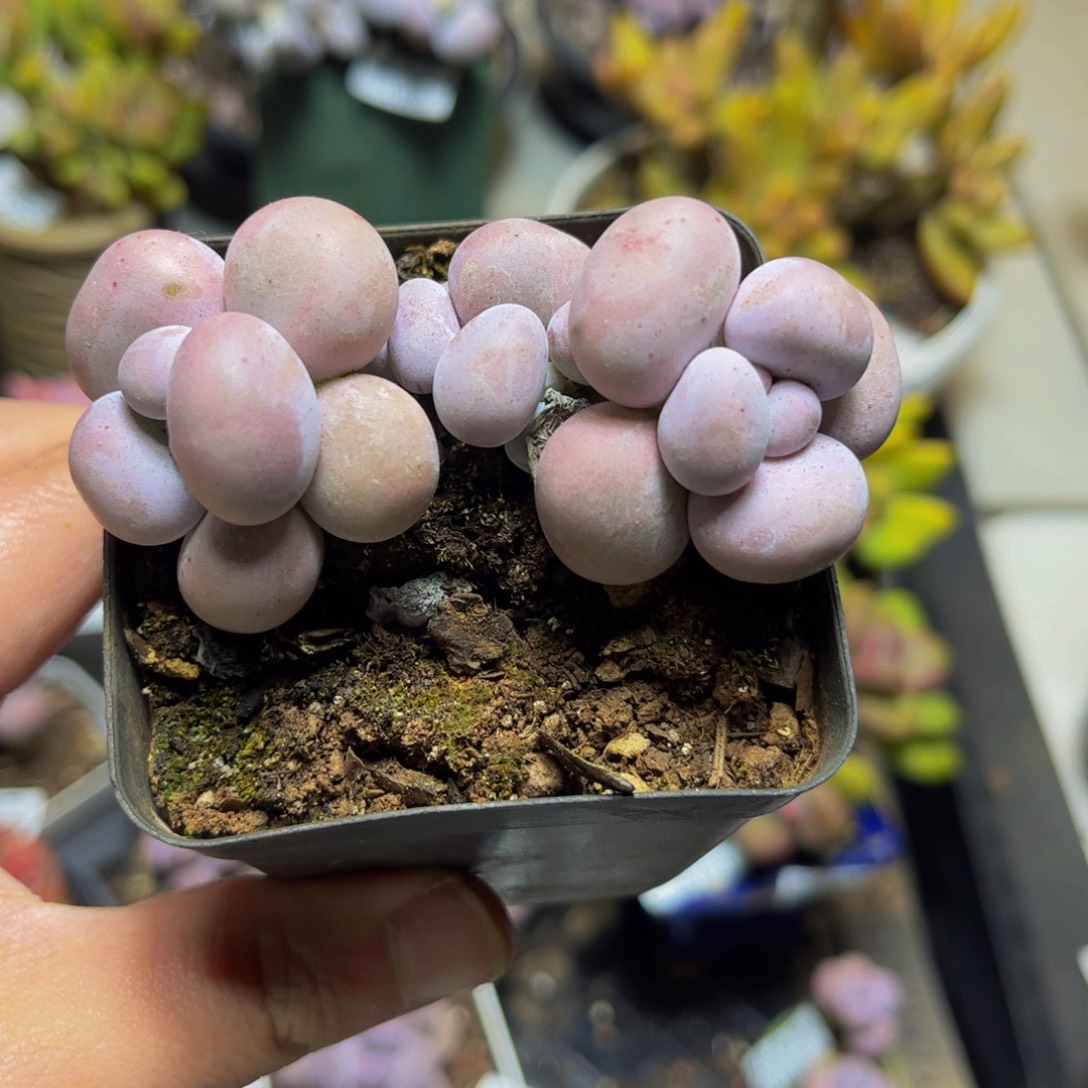 168芭比奶酪8厘米多肉