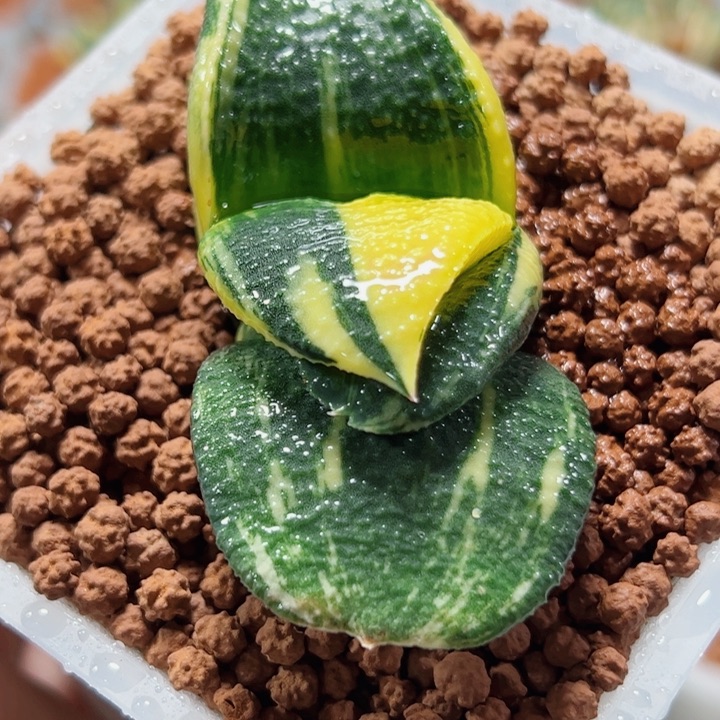 冷***士十二卷多肉卧牛锦