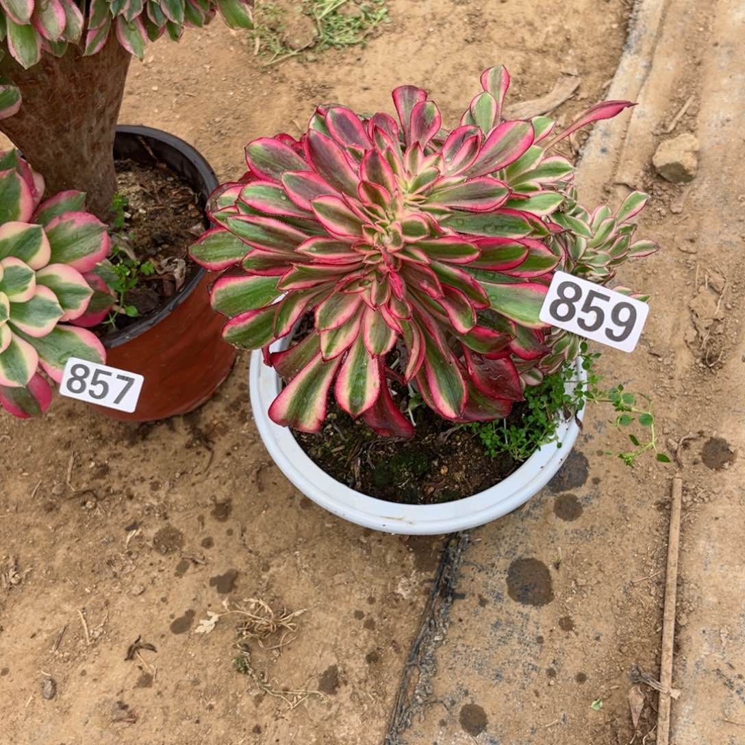 859香奈儿缀化多肉植物