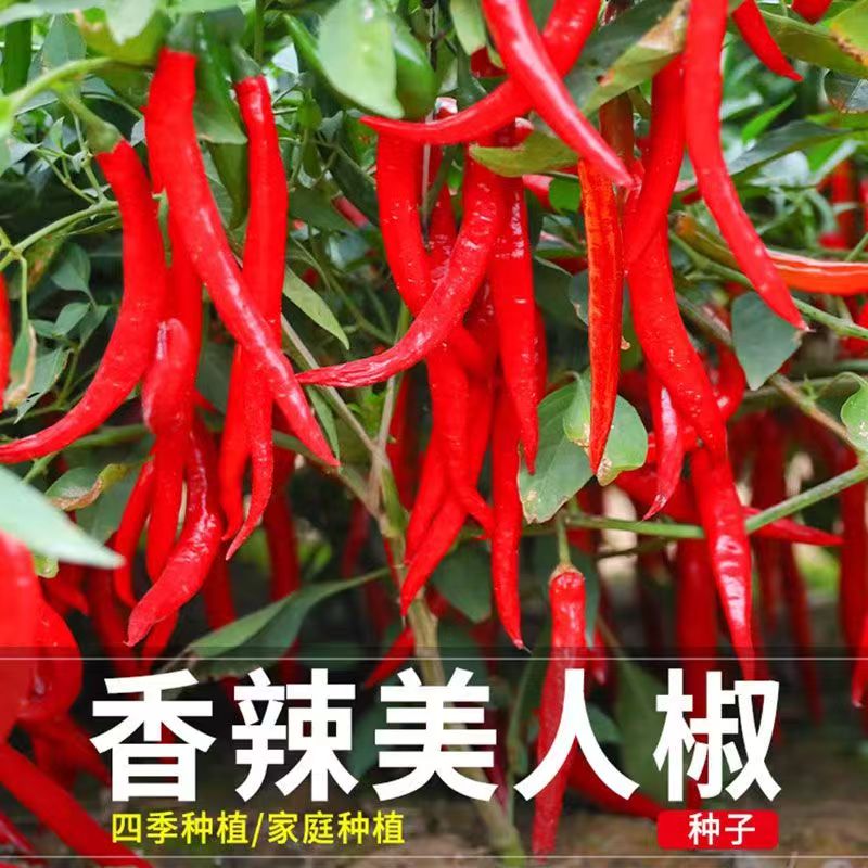 美人椒种子高产特辣四季种植家庭盆栽蔬菜种籽农家辣椒种子