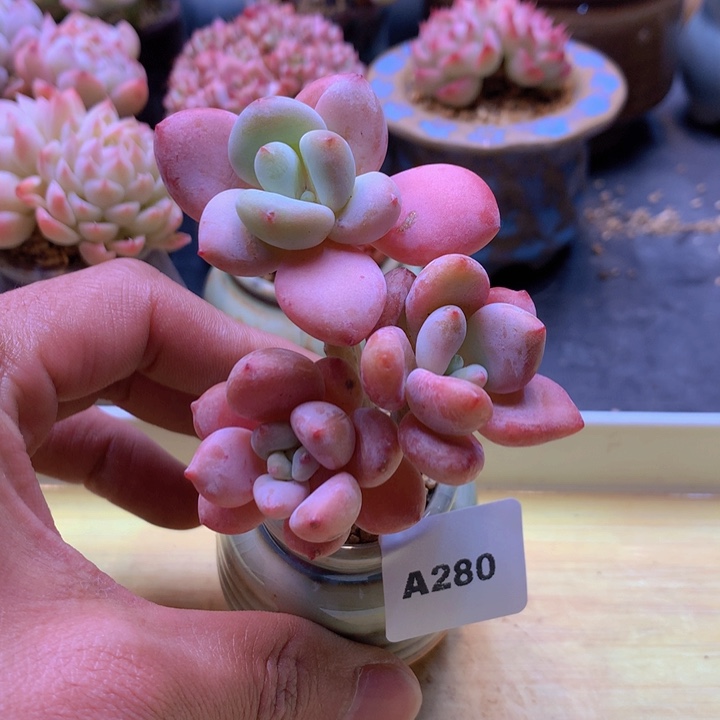 一物一拍满38包邮A280