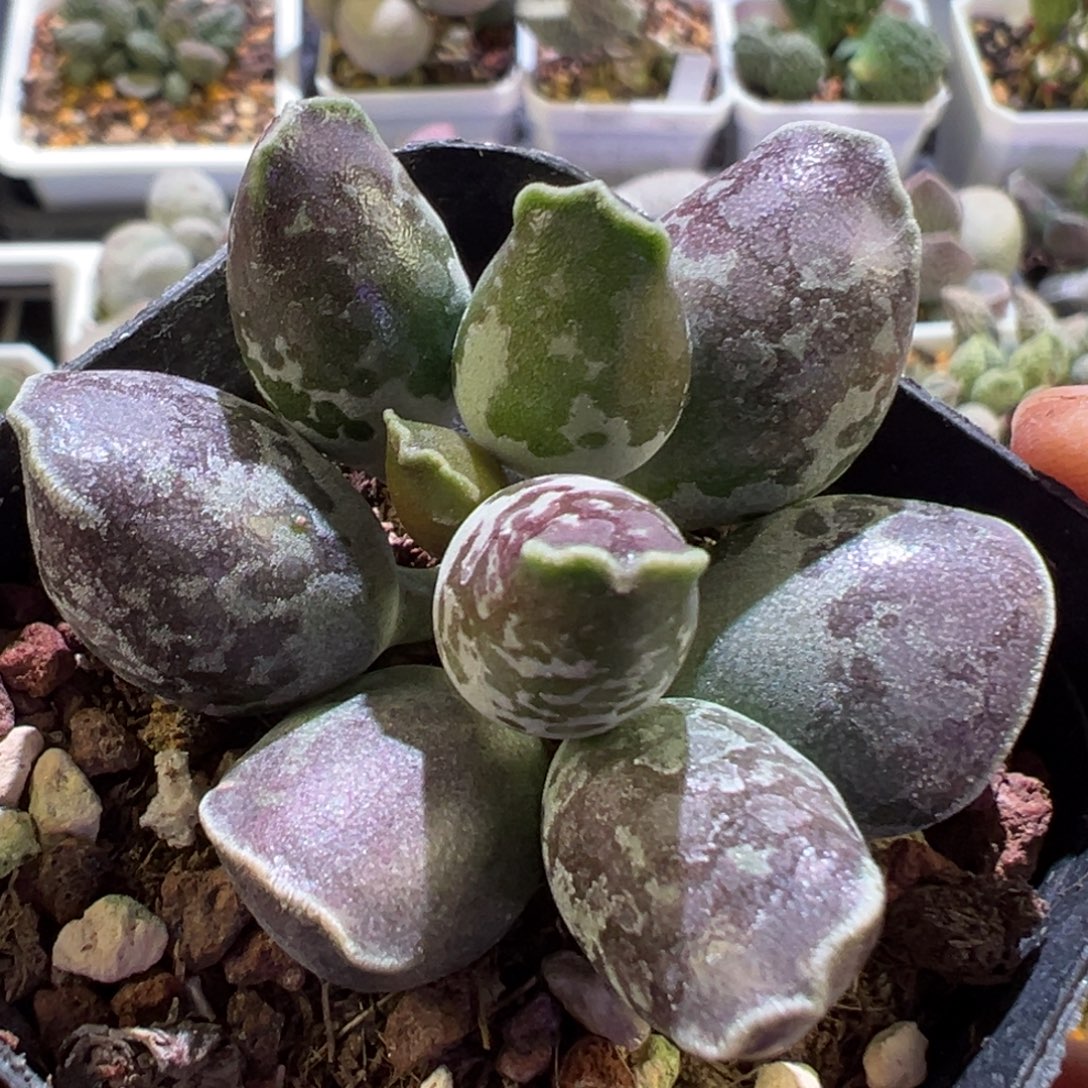 J***.墨点斑花型海豹多肉植物