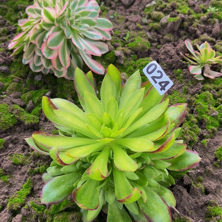 024多肉植物盆栽