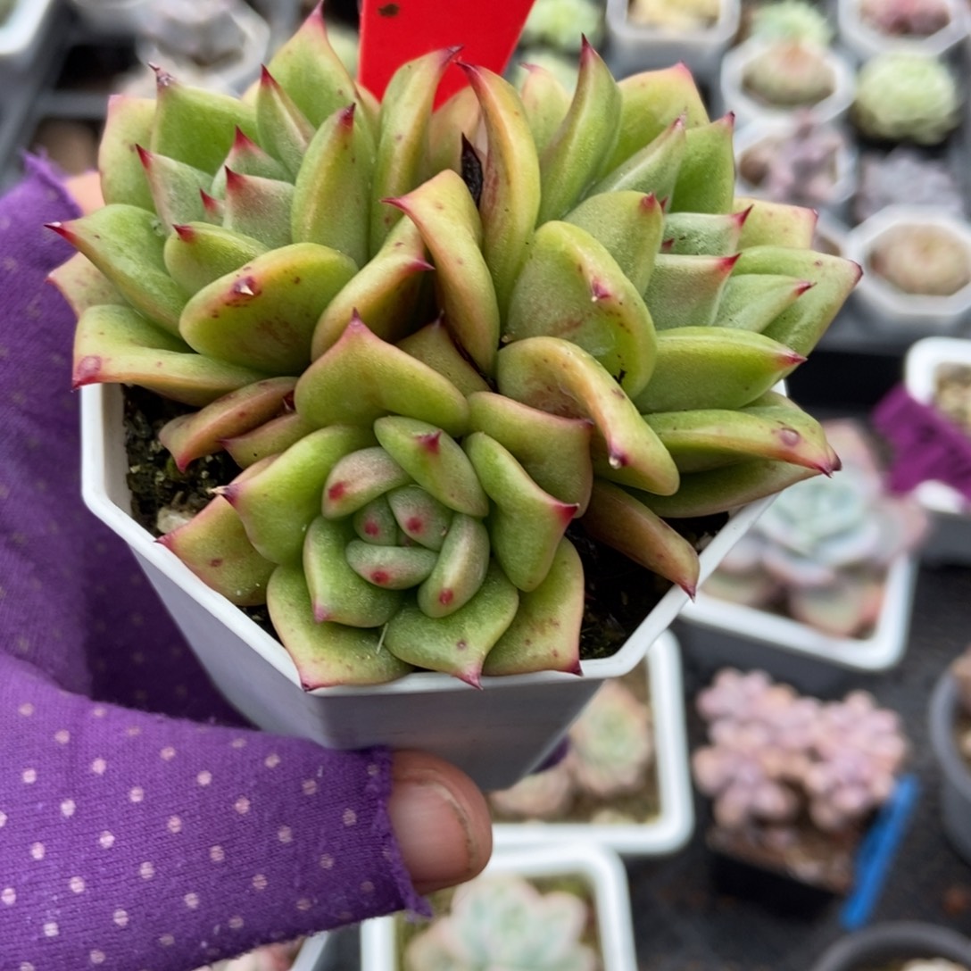 972玛丽亚锦多肉植物多肉