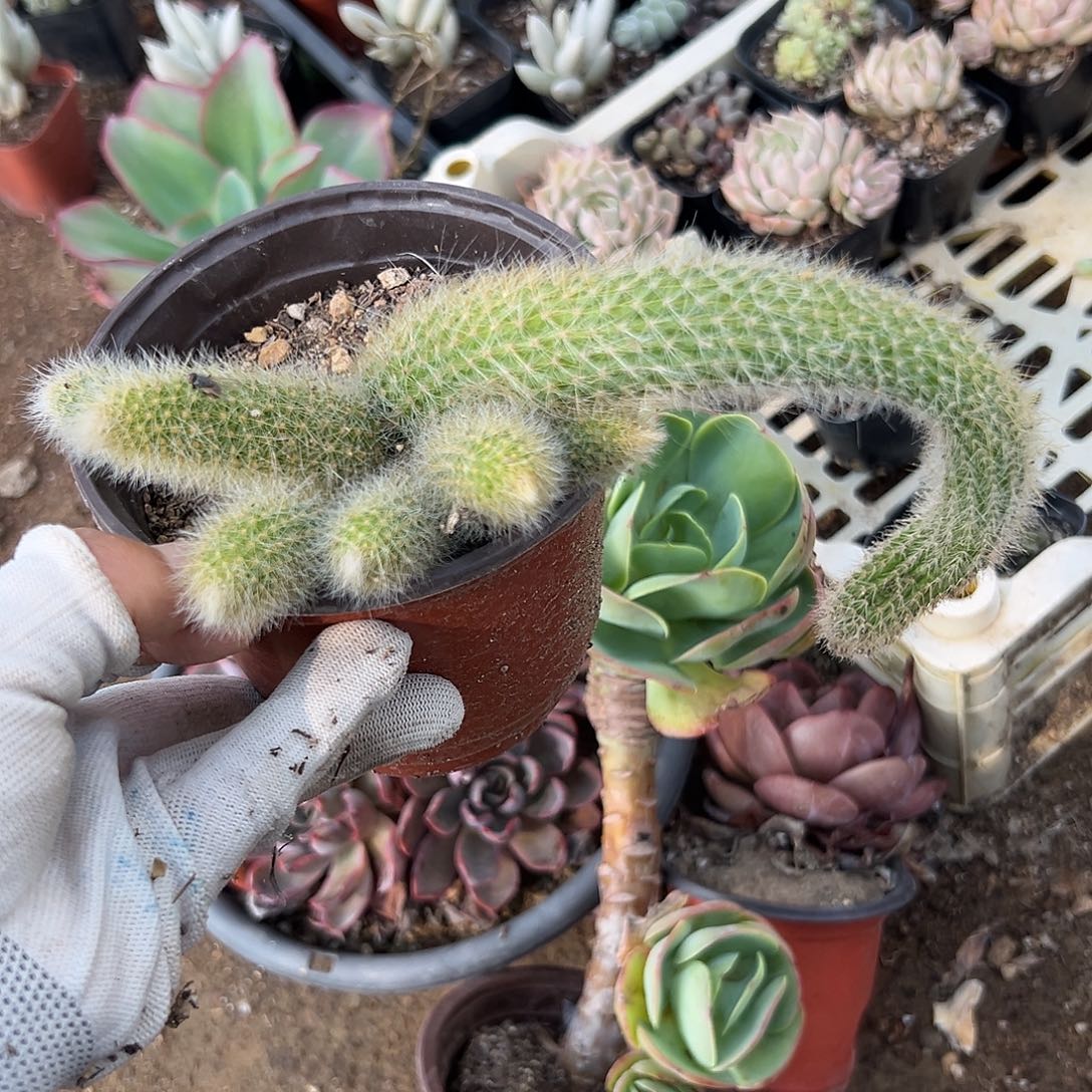  多哦中央音乐学院我哦哟哦哟哟哟哟